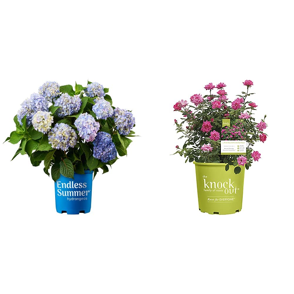 ☆hydrangea様☆ Amazon.com: Tucocoo Hydrangea in Glass Vase Window Landscape